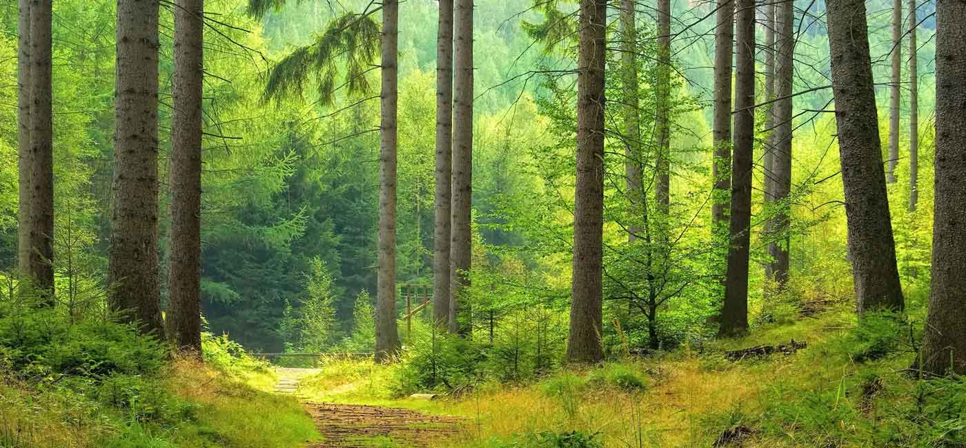 BIO_PVC_Kiefernwald_Themen_Uebersichtsbild