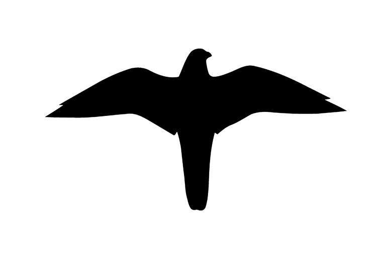 Aufkleber zum Vogelschutz - Symbol: Falke - 2 Farben